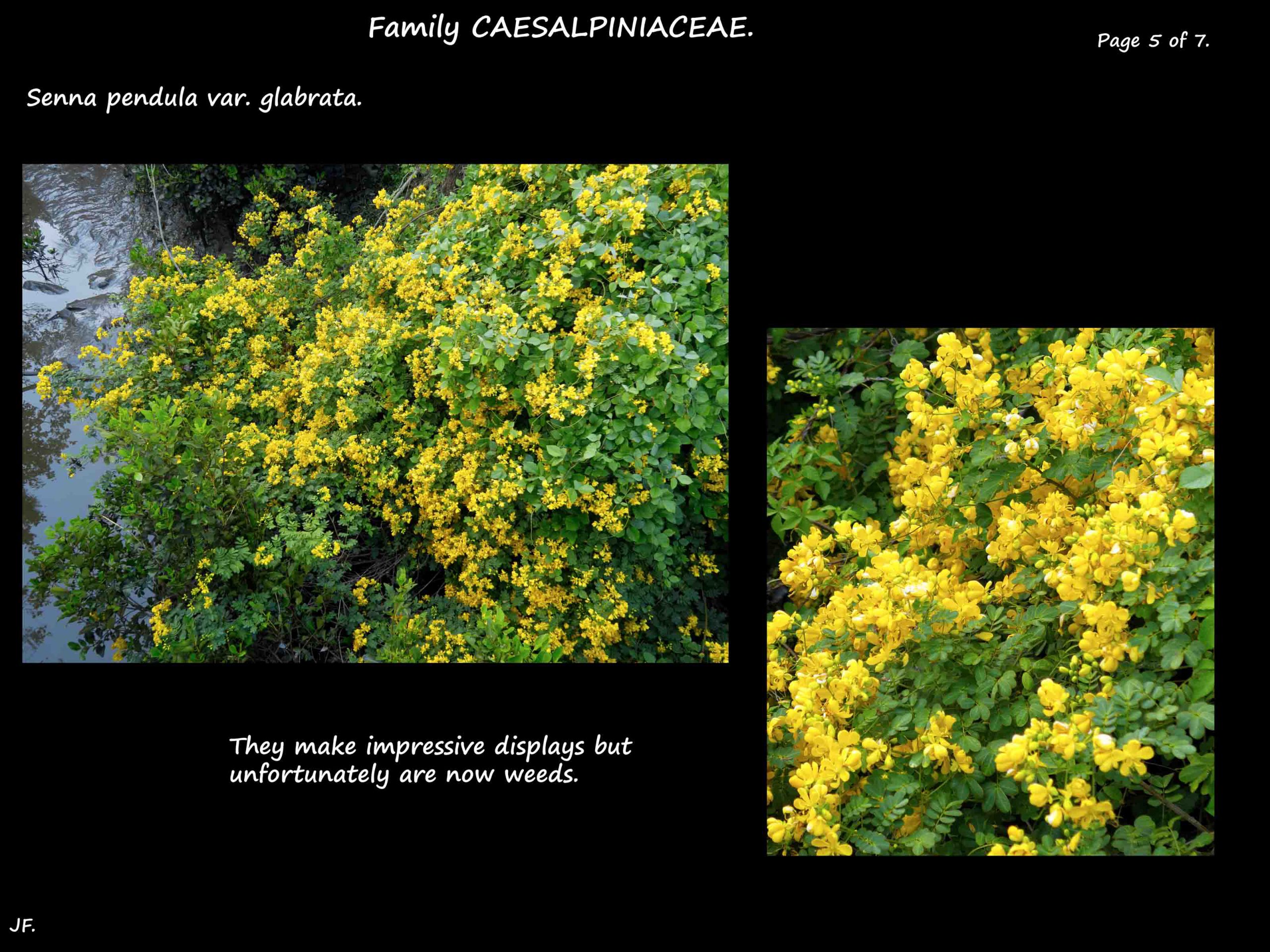 5 Senna pendula flowering